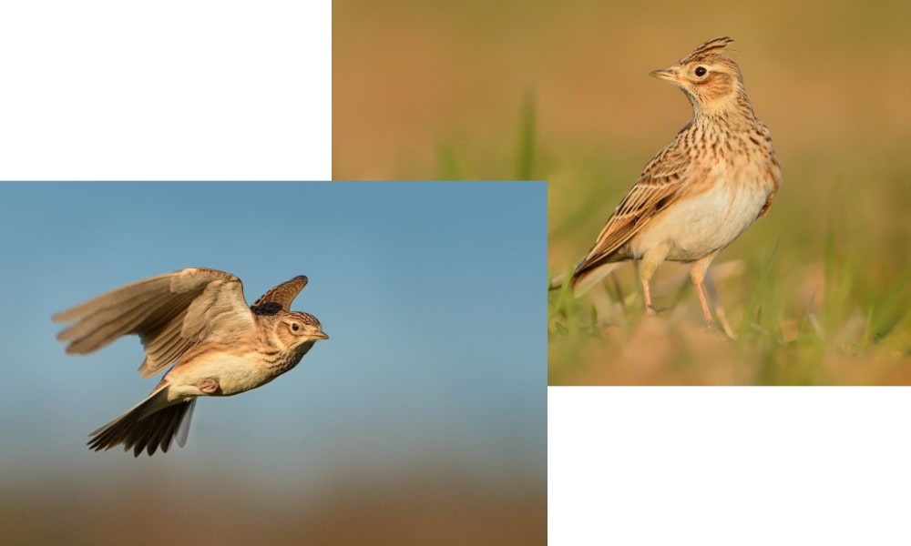 入間市の鳥ヒバリ