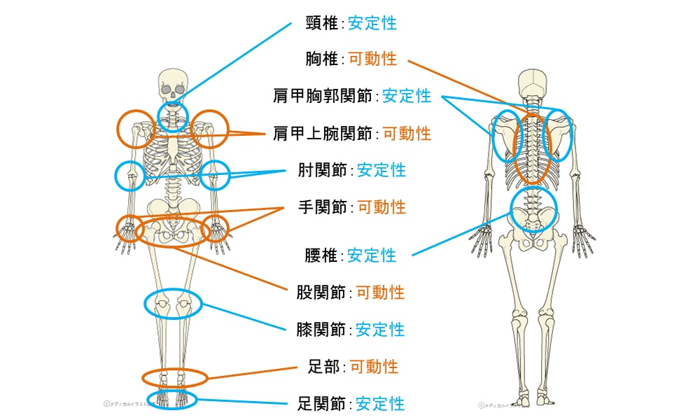 腰痛予防に重要な関節の特徴