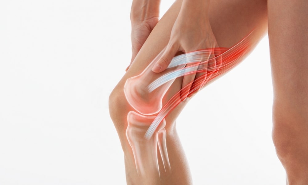 膝の内側の筋肉